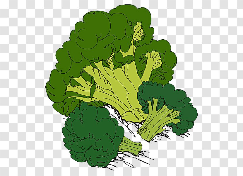 Cauliflower Broccoli Organic Food Cabbage Illustration Transparent PNG