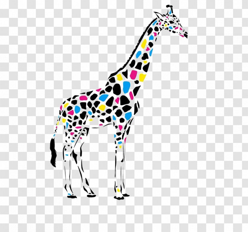 Giraffe Leopard Color Cdr Transparent PNG