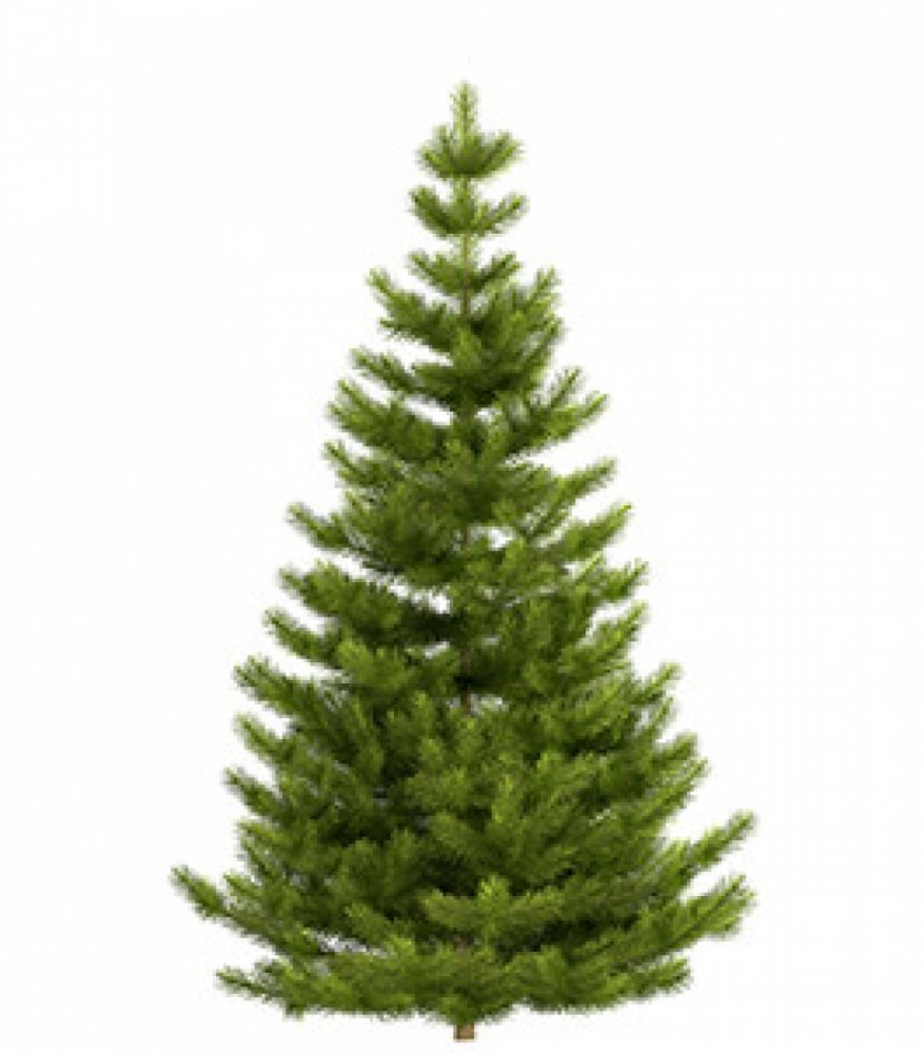 Nordmann Fir Noble Fraser Blue Spruce Christmas Tree - Pine Family - Fir-tree Transparent PNG