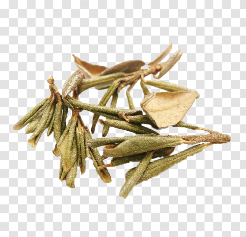 Green Tea Hōjicha Oolong Kuding - Fireweed Transparent PNG