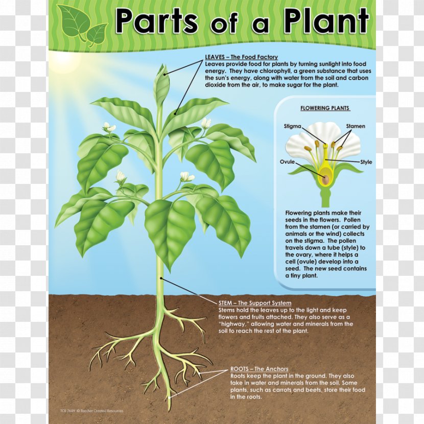 Chart Worksheet Plant Diagram Teacher Transparent PNG