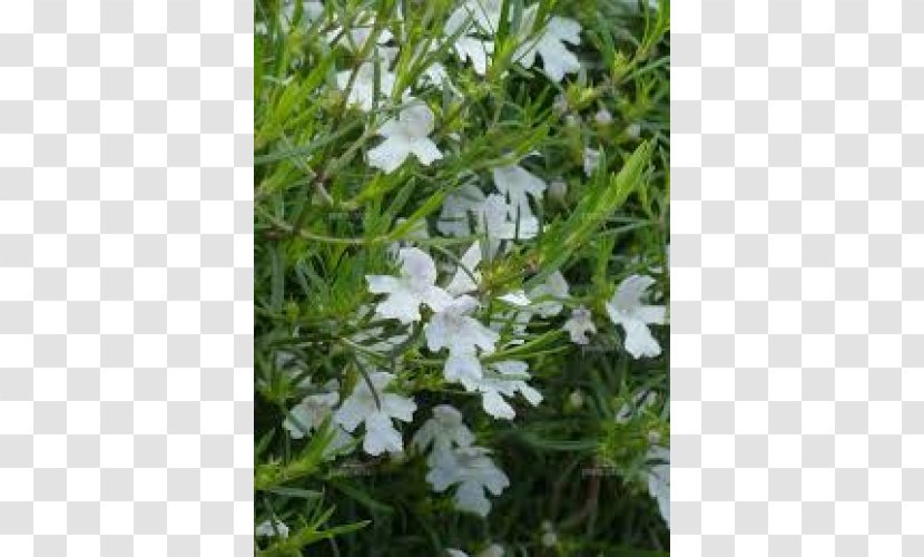 Soil Westringia Plant Japanese Maple Water Content - Flora Transparent PNG
