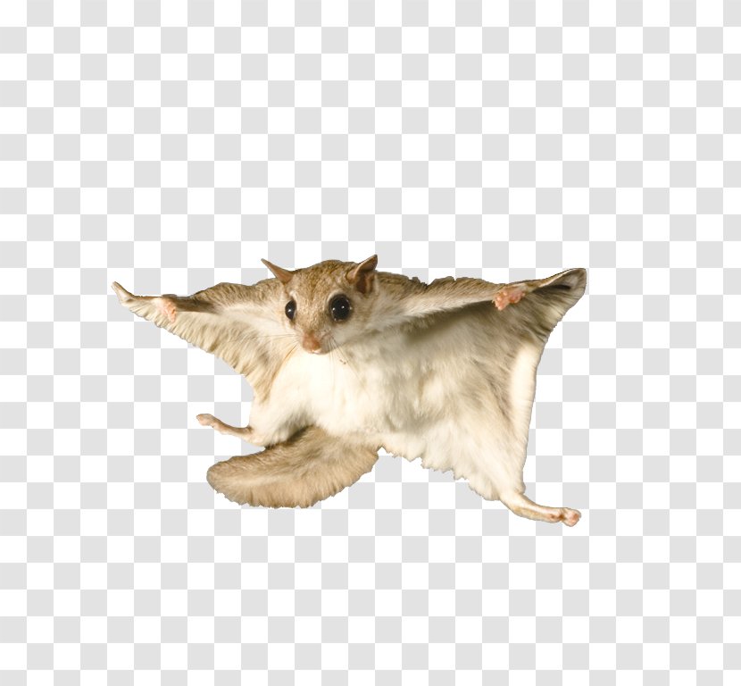 Flying Squirrel Bat Raccoon Rodent - Tree - Gliding Transparent PNG