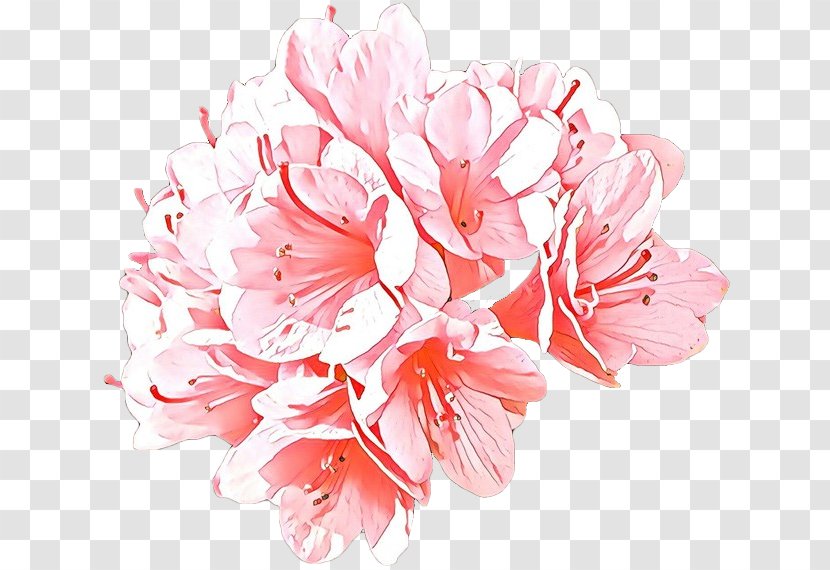 Cherry Blossom - Carnation Transparent PNG