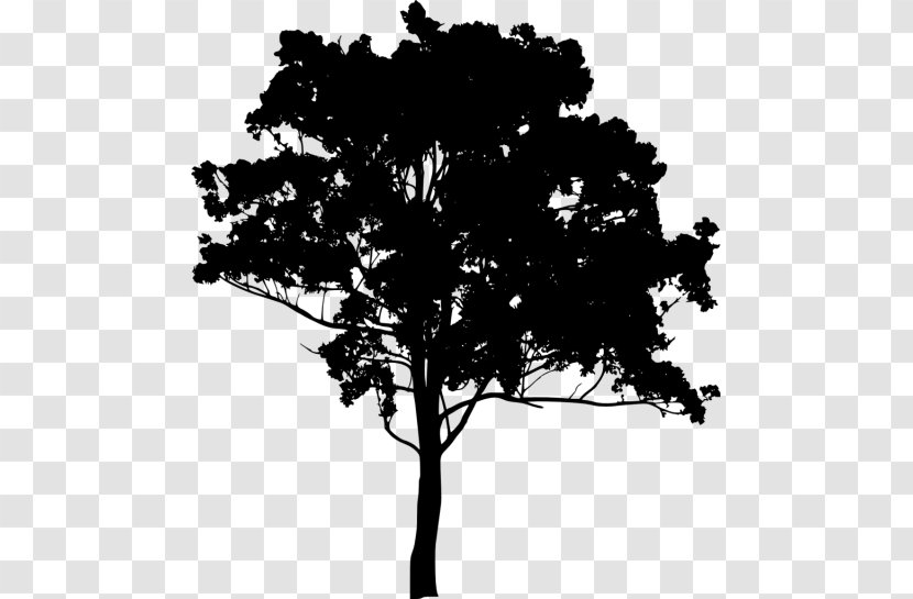 Drawing - Branch - Silhouette Transparent PNG