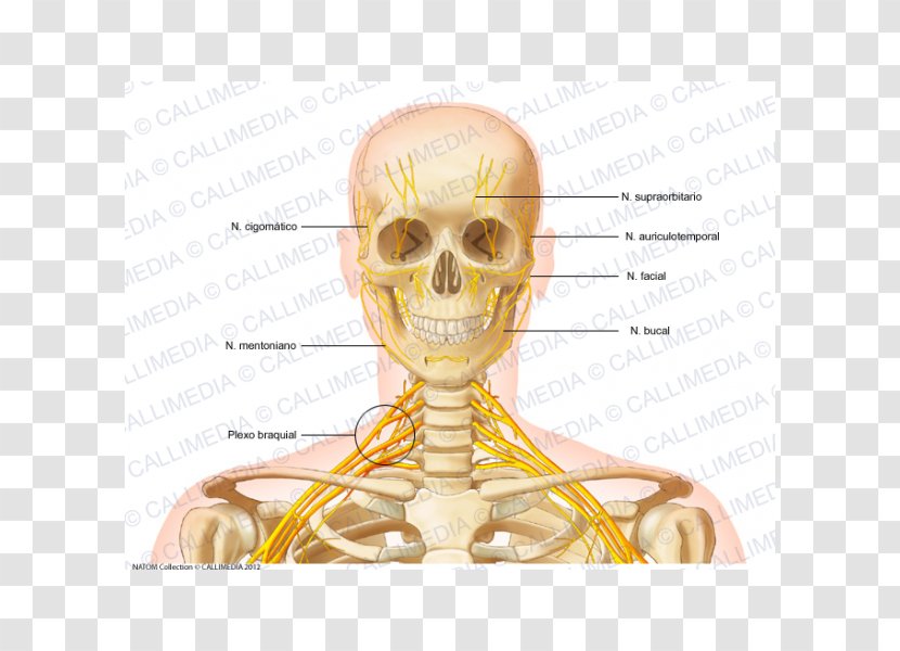 Head And Neck Anatomy Bone Human Skeleton - Watercolor - Skull Transparent PNG