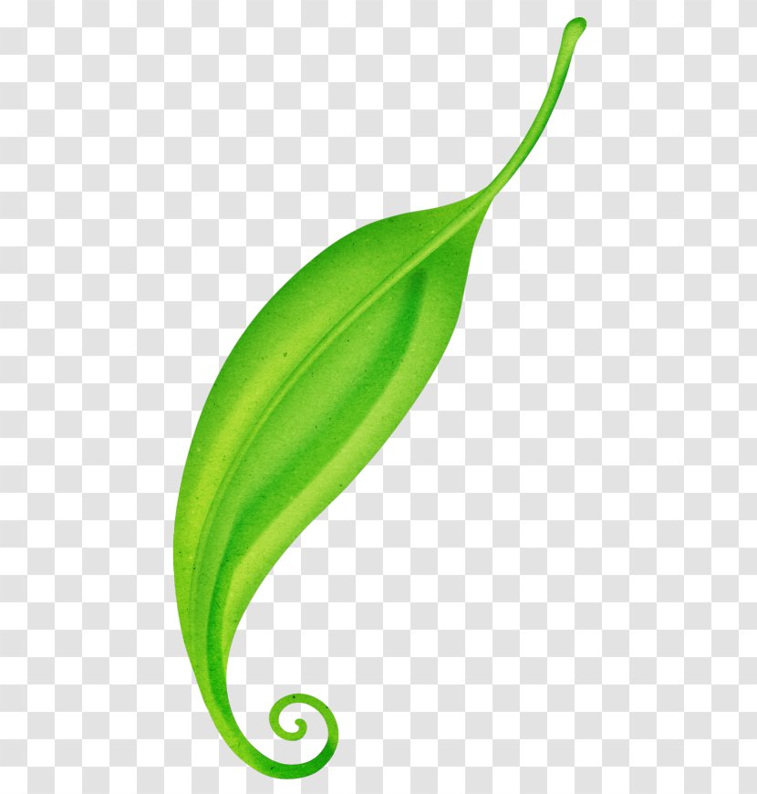 Lily Flower Cartoon - Anthurium - Plant Transparent PNG