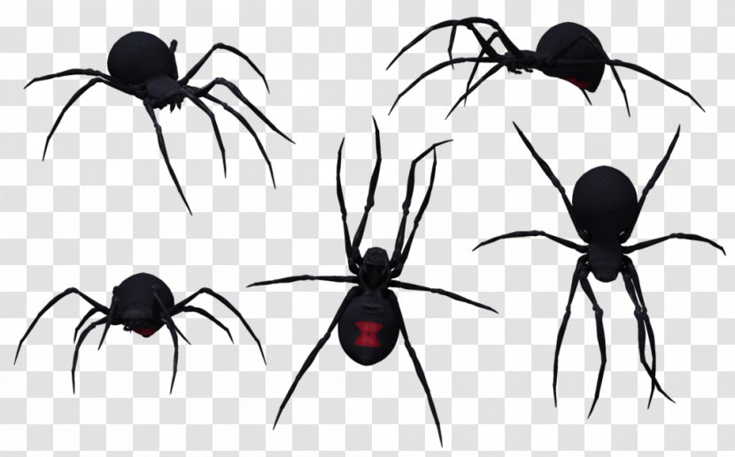 Southern Black Widow Redback Spider Clip Art Transparent PNG