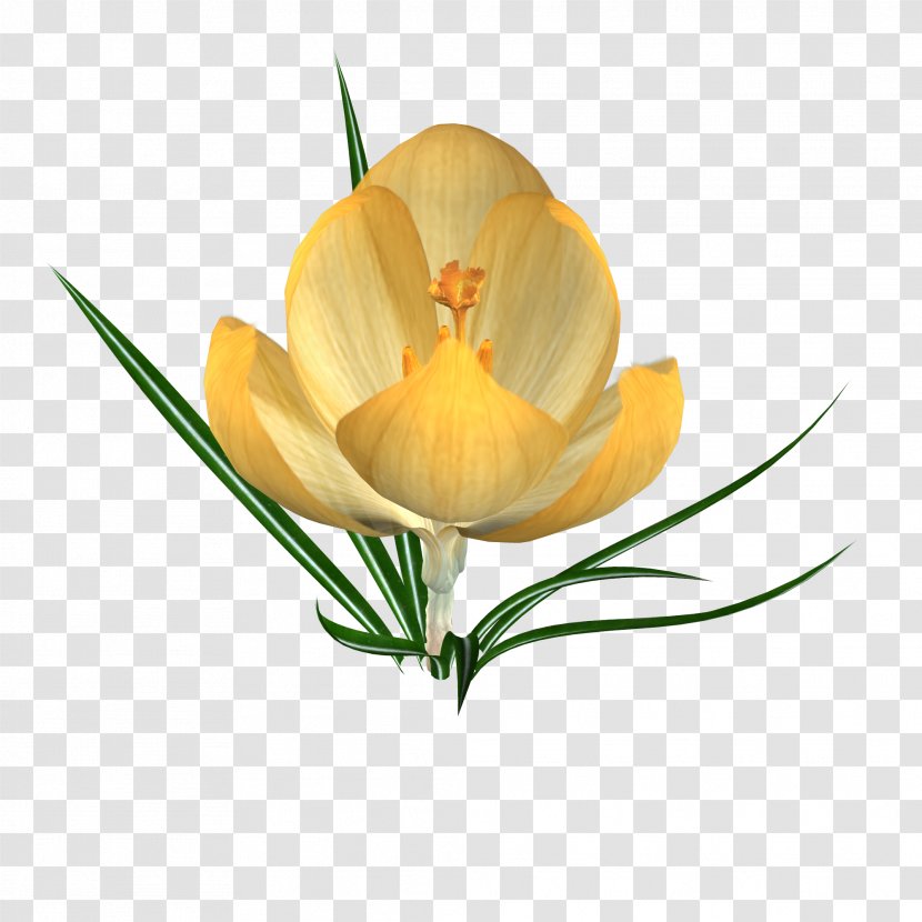 Crocus Petal Snowdrop Flower Iris Family - Seed Plant Transparent PNG