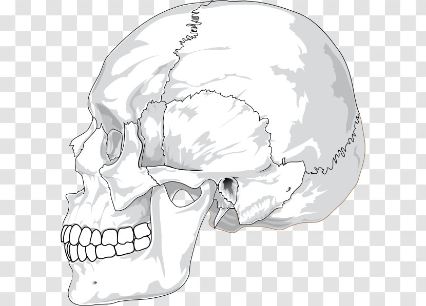 Skull Human Head Skeleton Clip Art - Profile Cliparts Transparent PNG