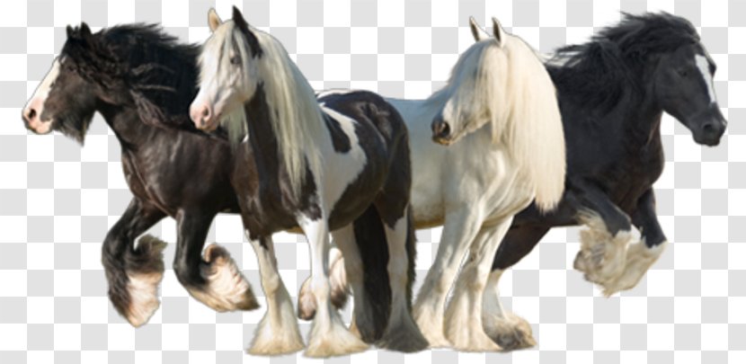 Mustang Gypsy Horse Stallion Konik Cob - Friesian Transparent PNG