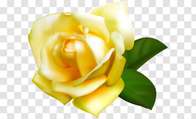 Beach Rose Yellow Garden Roses Flower Clip Art - Order Transparent PNG