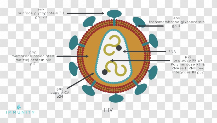 Prevention Of HIV/AIDS HIV Vaccine - Heart - Potentialinduced Degradation Transparent PNG