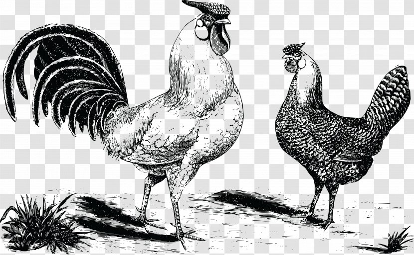 Hamburg Chicken Rooster Fowl Kifaranga - Fauna - Hen Transparent PNG