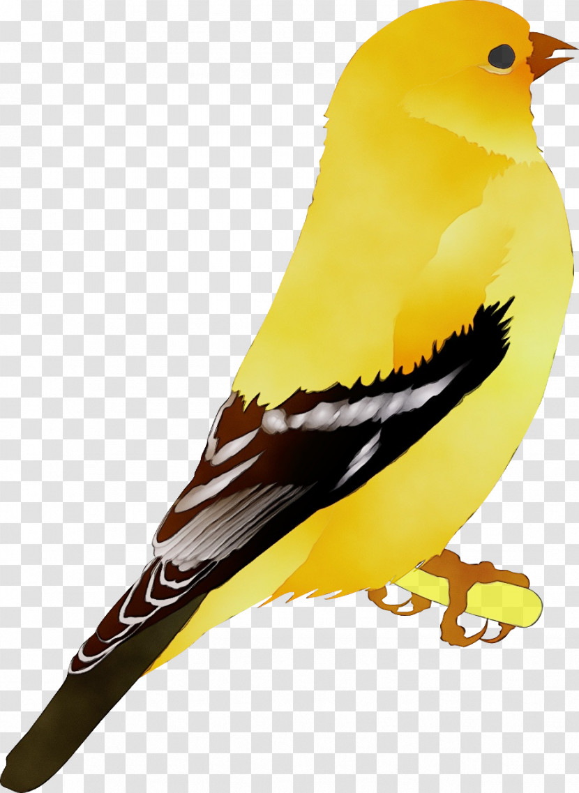 Domestic Canary Black Canary Finches Yellow Canary Birds Transparent PNG