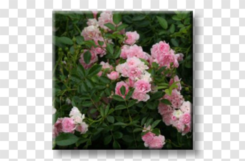 Floribunda Rose Shrub Garden Plant - Bellflowers Transparent PNG