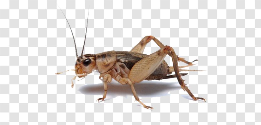 Insect Entomophagy Gut Loading Grasshopper Cricket Flour - Heart Transparent PNG