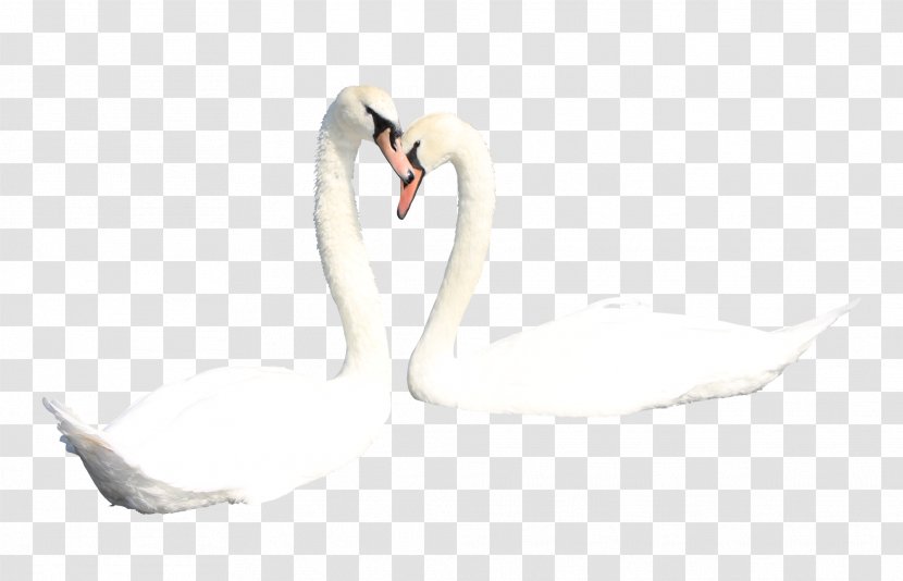 Mute Swan Duck Bird - Feather - Two White Swans Transparent PNG