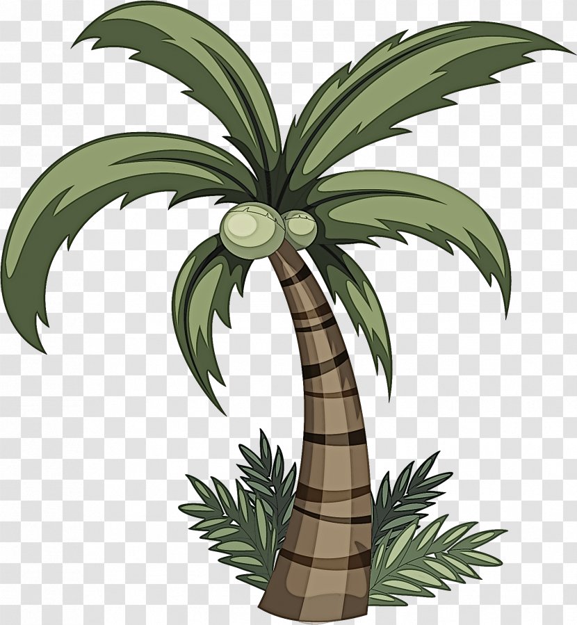 Palm Tree - Leaf - Houseplant Woody Plant Transparent PNG