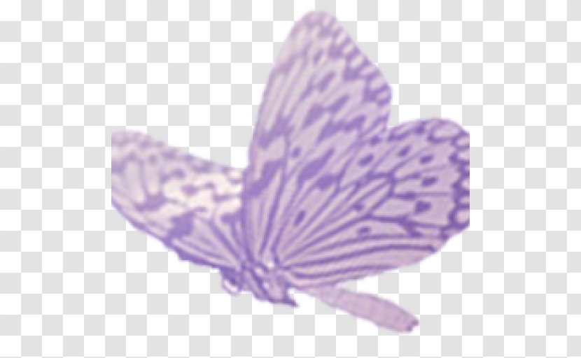 Butterfly Child Picture Book - Purple Transparent PNG