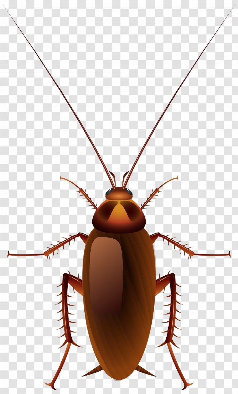 Cockroach Insect Clip Art - Blog Transparent PNG