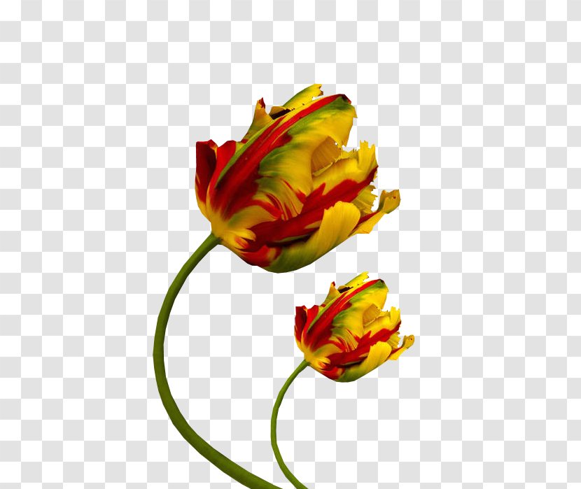 Tulip Cut Flowers Petal Color Photography - Bud Transparent PNG