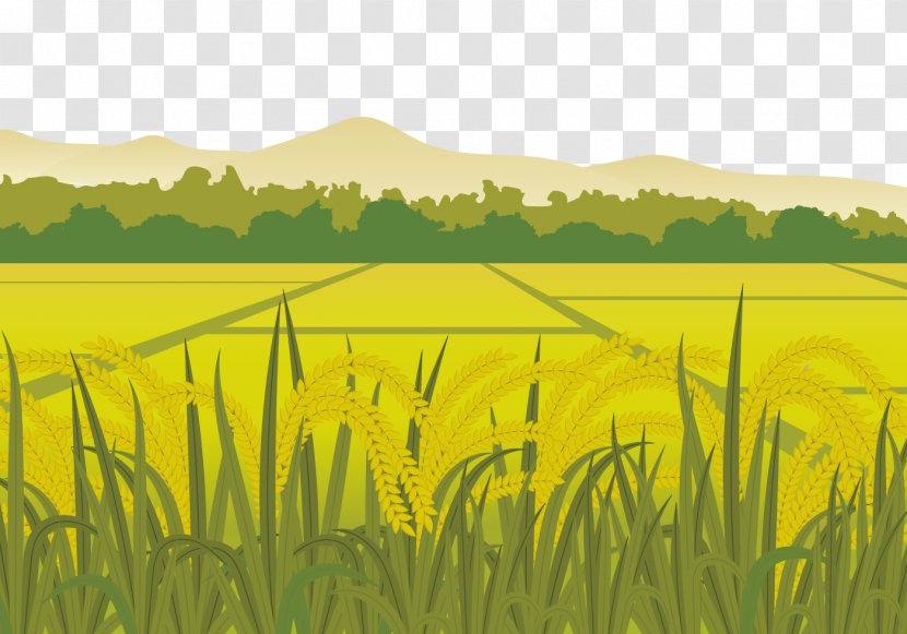 Rice Euclidean Vector Paddy Field Harvest - Land Lot - Fields In The Countryside Transparent PNG