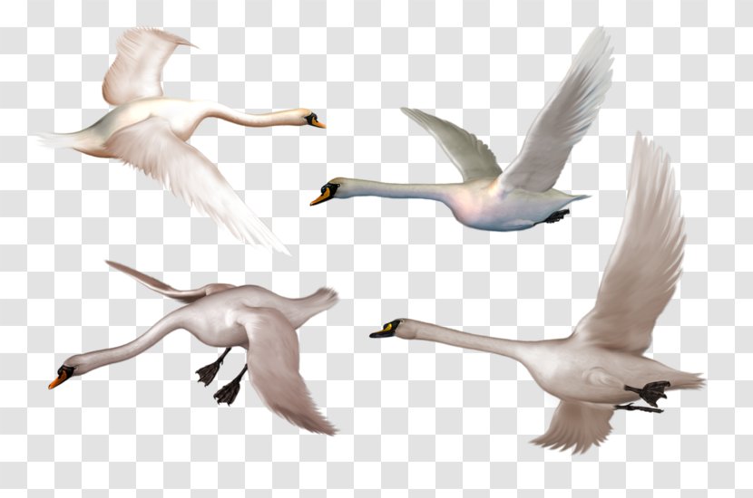 Bird Goose Whooper Swan Black Clip Art - Beak Transparent PNG