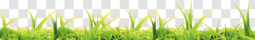 Wheatgrass Energy Close-up Computer Wallpaper - Plant - Grass Transparent PNG