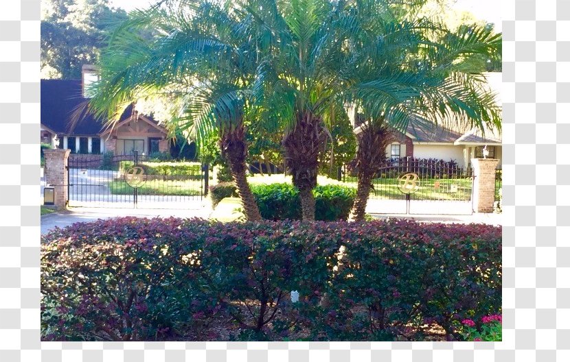 Arecaceae Landscaping Property Resort Tree - Recreation - Barrington Transparent PNG