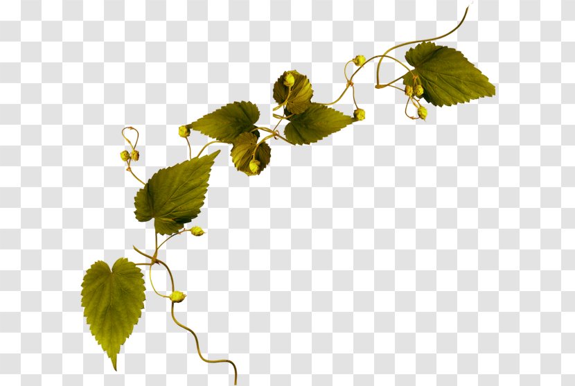 Leaf Twig Branch Clip Art Transparent PNG