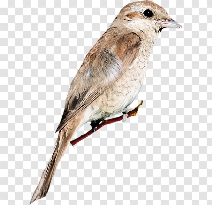 House Sparrow Common Nightingale Bird Finches American Sparrows - Brambling - Birds Wrens Transparent PNG
