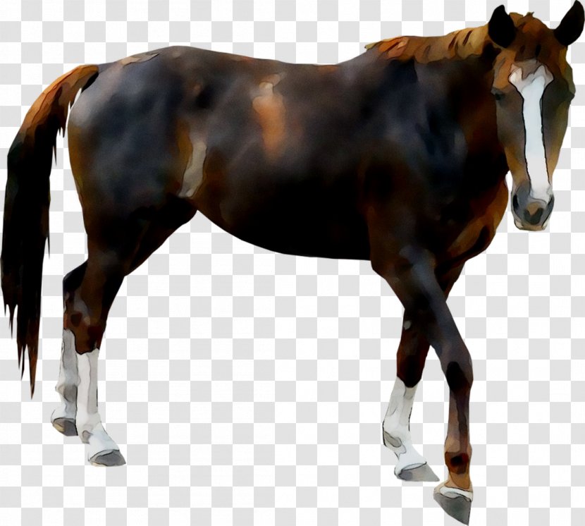 Mare Donkey Horse Foal Stallion - Renting - Mane Transparent PNG