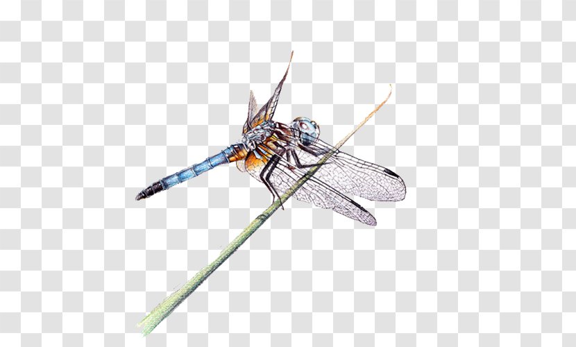 Dragonfly Insect - Arthropod - Hand-painted Transparent PNG