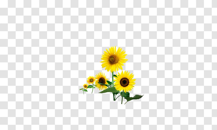 Common Sunflower Download - Petal - Flower Decoration Material Transparent PNG