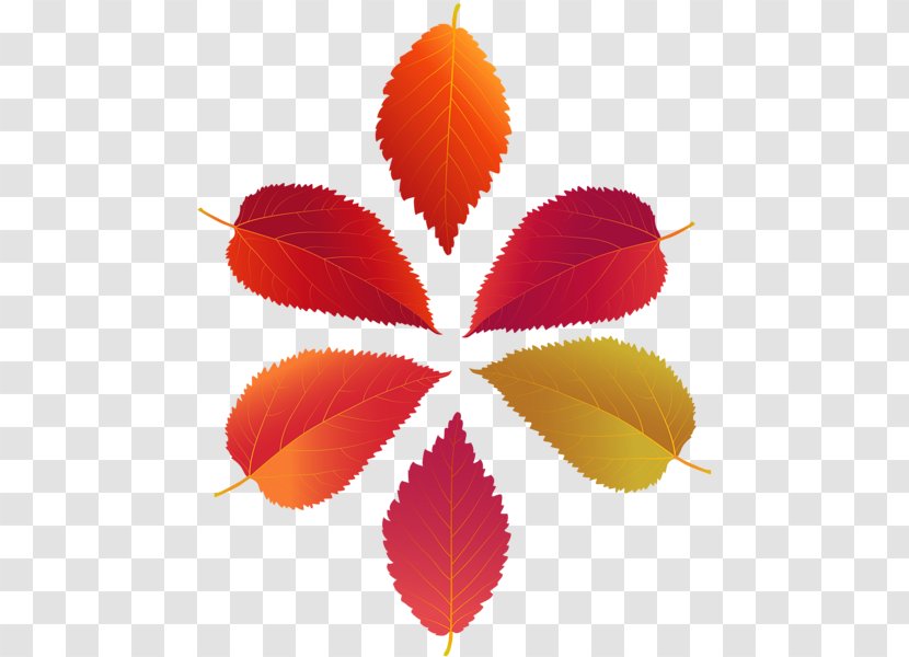 Clip Art Image Leaf Illustration - Autumn Transparent PNG