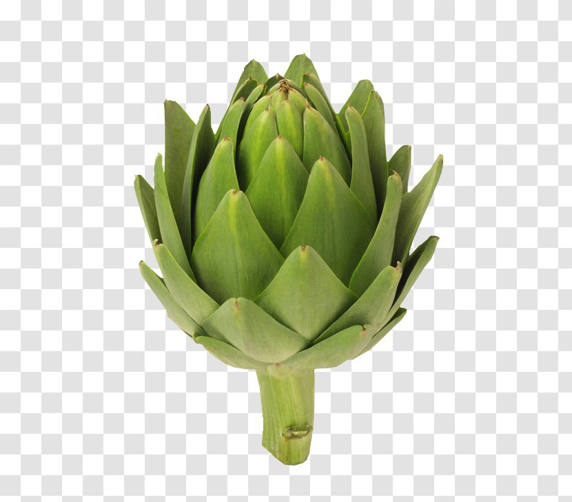 Artichoke Extract Organic Food Vegetable Transparent PNG