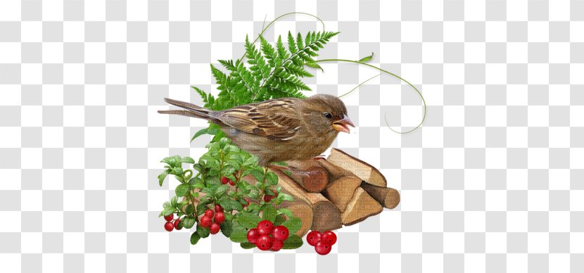 Blog Online Diary House Sparrow Clip Art - Fauna - Personal Web Page Transparent PNG