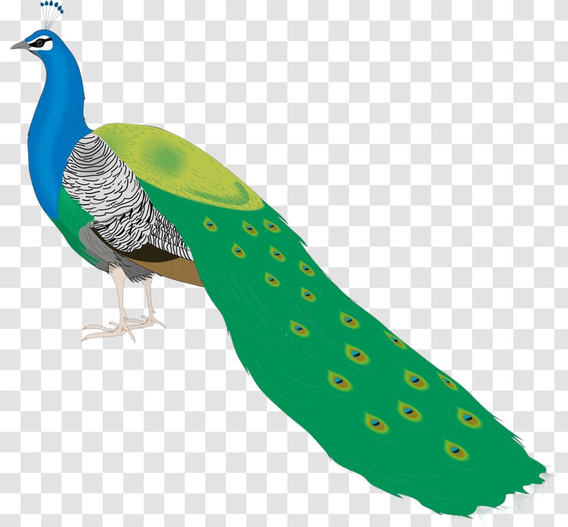 Bird Peafowl Clip Art - Water - Pretty Peacock Transparent PNG
