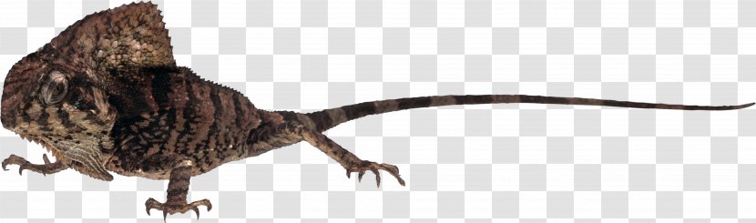 Lizard Common Iguanas Chameleons PhotoScape - Reptile Transparent PNG