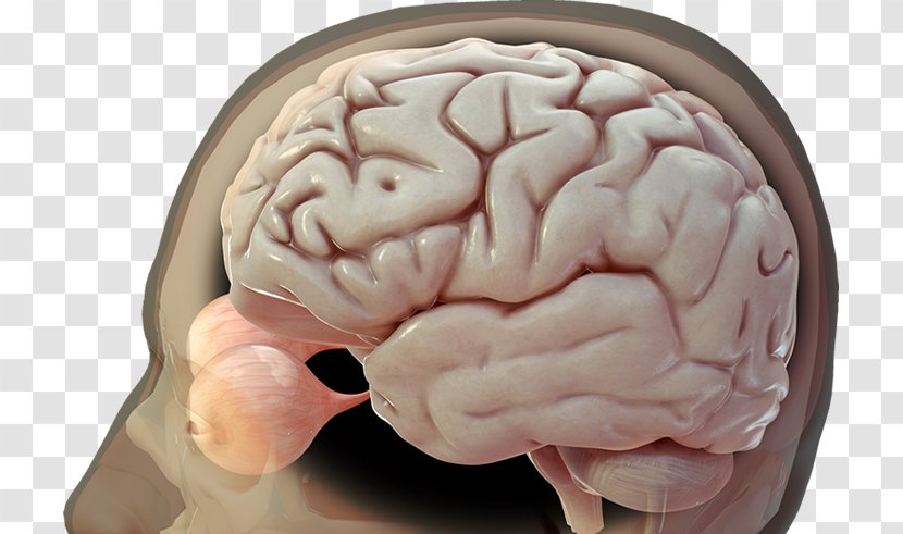 Human Brain Image 3D Rendering - Watercolor Transparent PNG