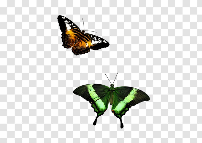 Brush-footed Butterflies Butterfly Moth - Moths And Transparent PNG