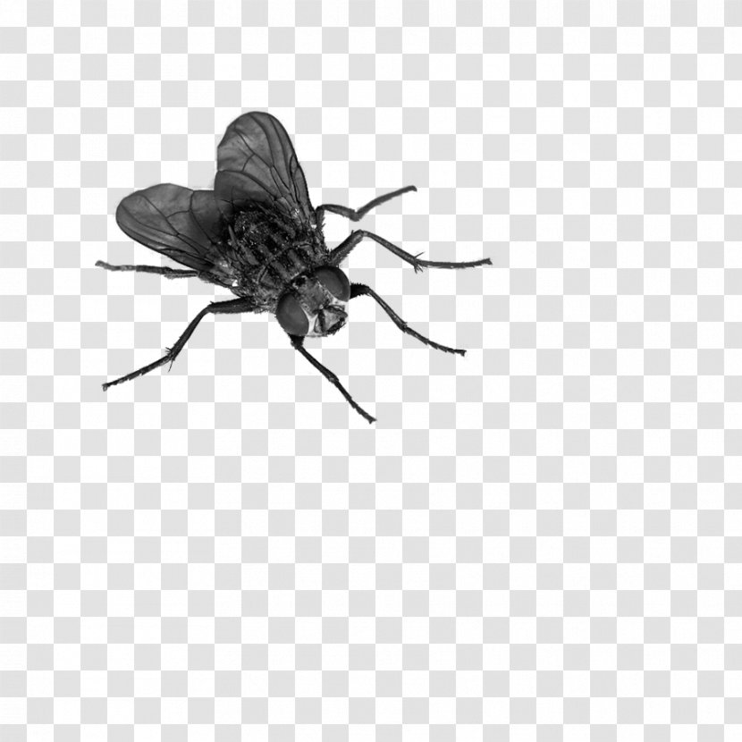 Fly Clip Art - Insect Wing Transparent PNG