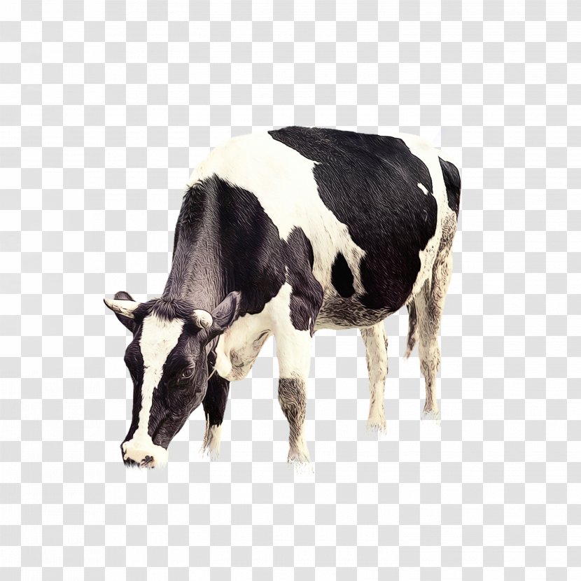 Cow Background - Dairy Cattle - Milk Cowgoat Family Transparent PNG
