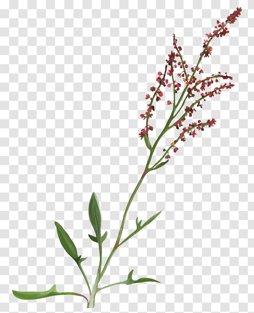 Sorrel Rumex Acetosella Yarrow Perennial Plant Herb - Herbalism - Cut Flowers Transparent PNG