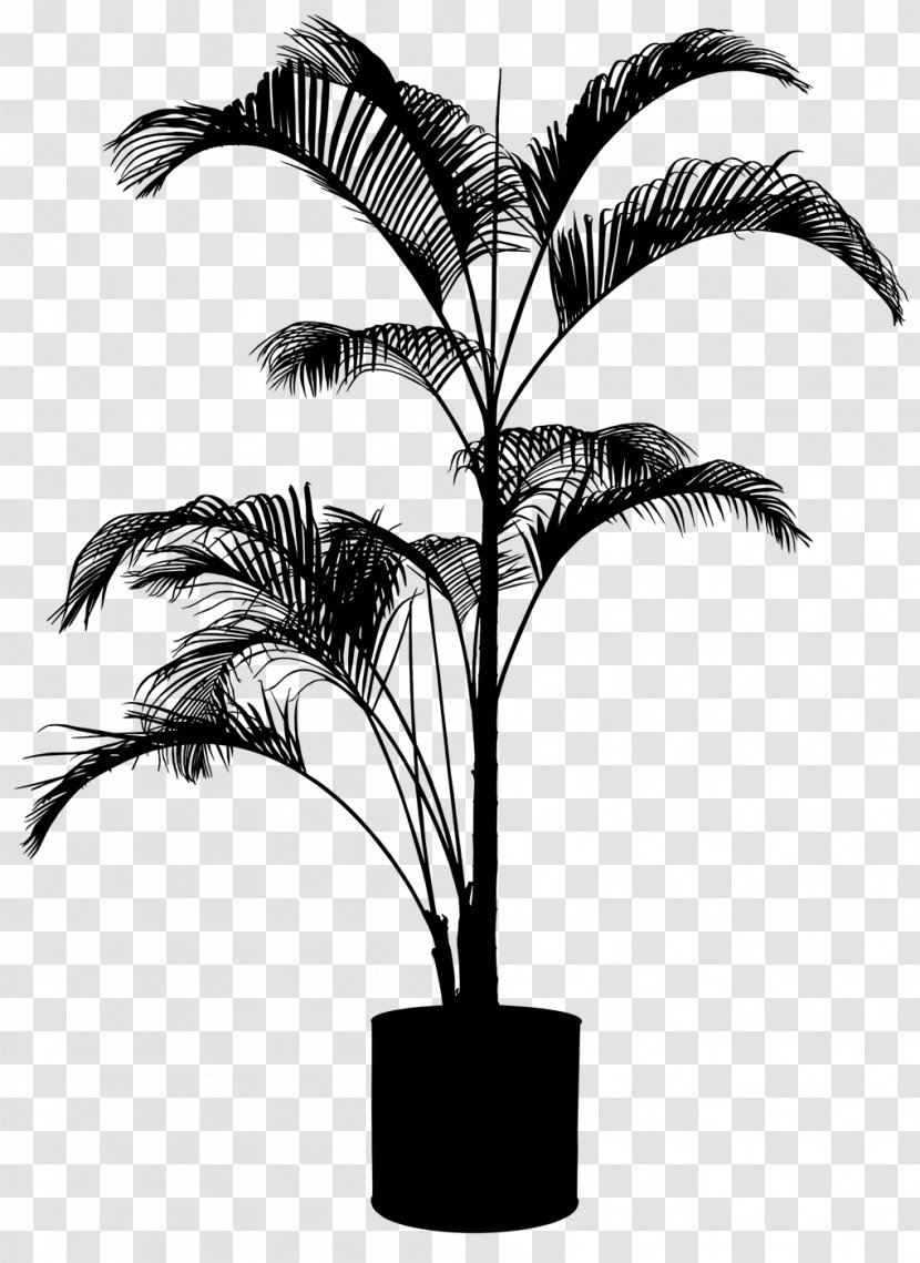 Asian Palmyra Palm Plants Tree Shrub Babassu - Date - Coconut Transparent PNG