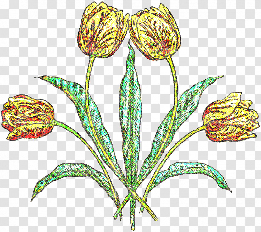 Flower Plant Tulip Pedicel Plant Stem Transparent PNG