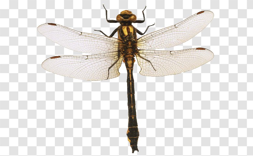 Dragonfly Pterygota Net-winged Insects Magic Spider-Man - Dragonflies And Damseflies Transparent PNG