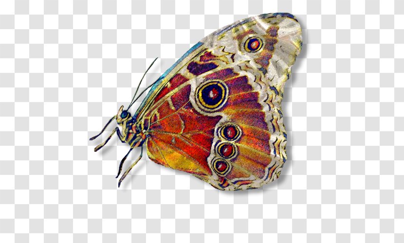 Butterfly Abstract Art Moth Photography Transparent PNG