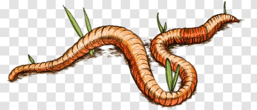 Worm Eisenia Fetida Vermicompost Parasitism - Terrestrial Animal - Organism Transparent PNG